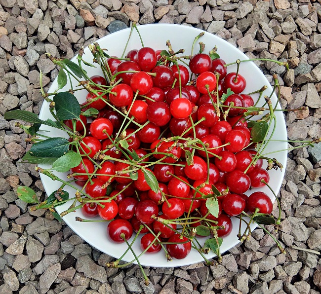 Bowl_of_freshly_picked_Morello_cherries