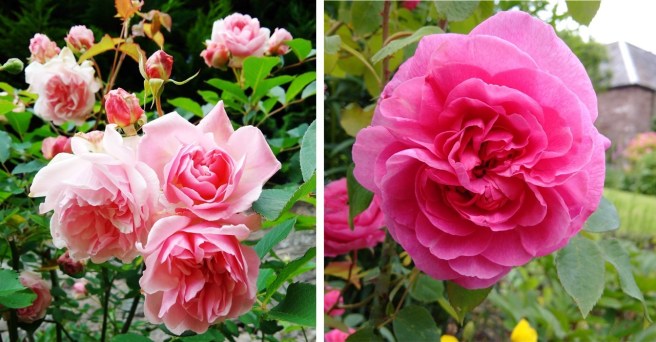 Albertine_and_Gertrude_Jekyll_roses