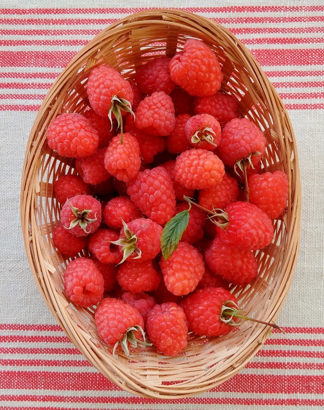 Basket_of_freshly_picked_homegrown_fresh_raspberries