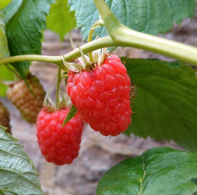 Homegrown_Scottish_raspberries