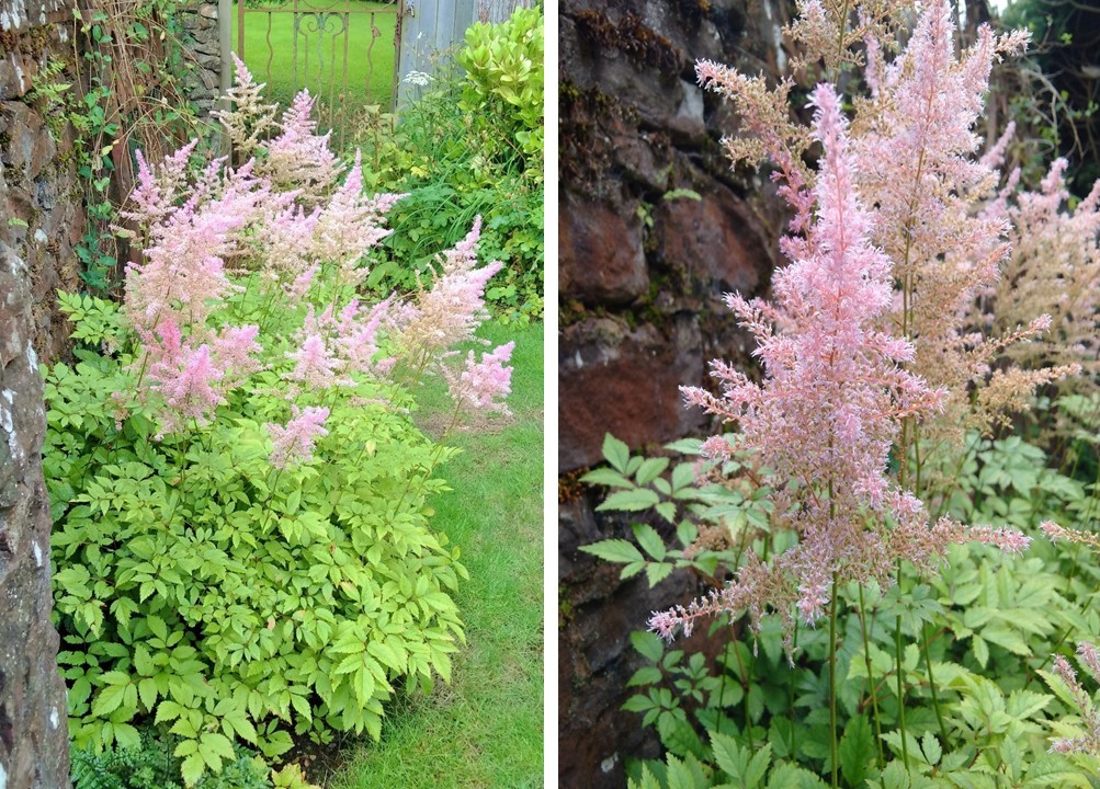 Pink_astilbe_in_flower
