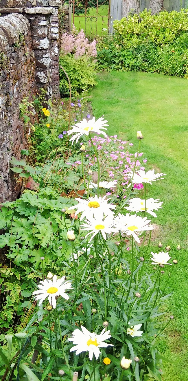 Ox-eye_daisies_in_an_August_flower_border
