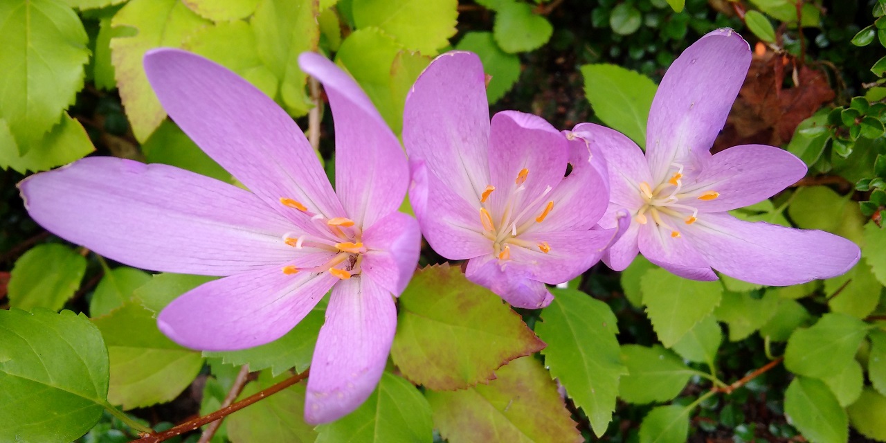 Autumn_crocus_in_bloom