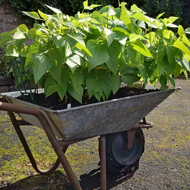 French_beans_growing_in_a_wheelbarrow