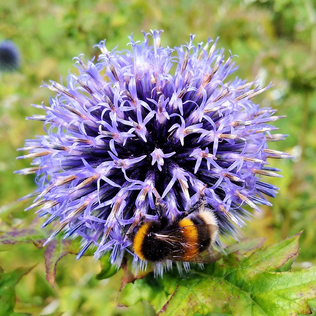 Bee_and_Echinops