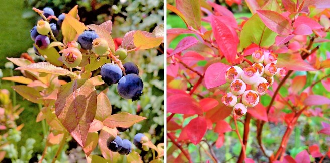 Homegrown_blueberries_on_the_bush_ripening_and_on_the_turn