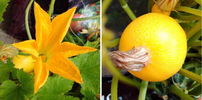 Courgette_flower_and_fruit
