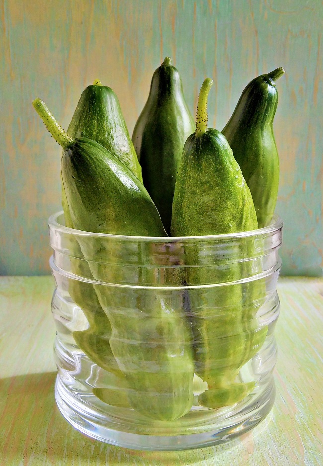 Jar_of_freshly_picked_homegrown_cucumbers