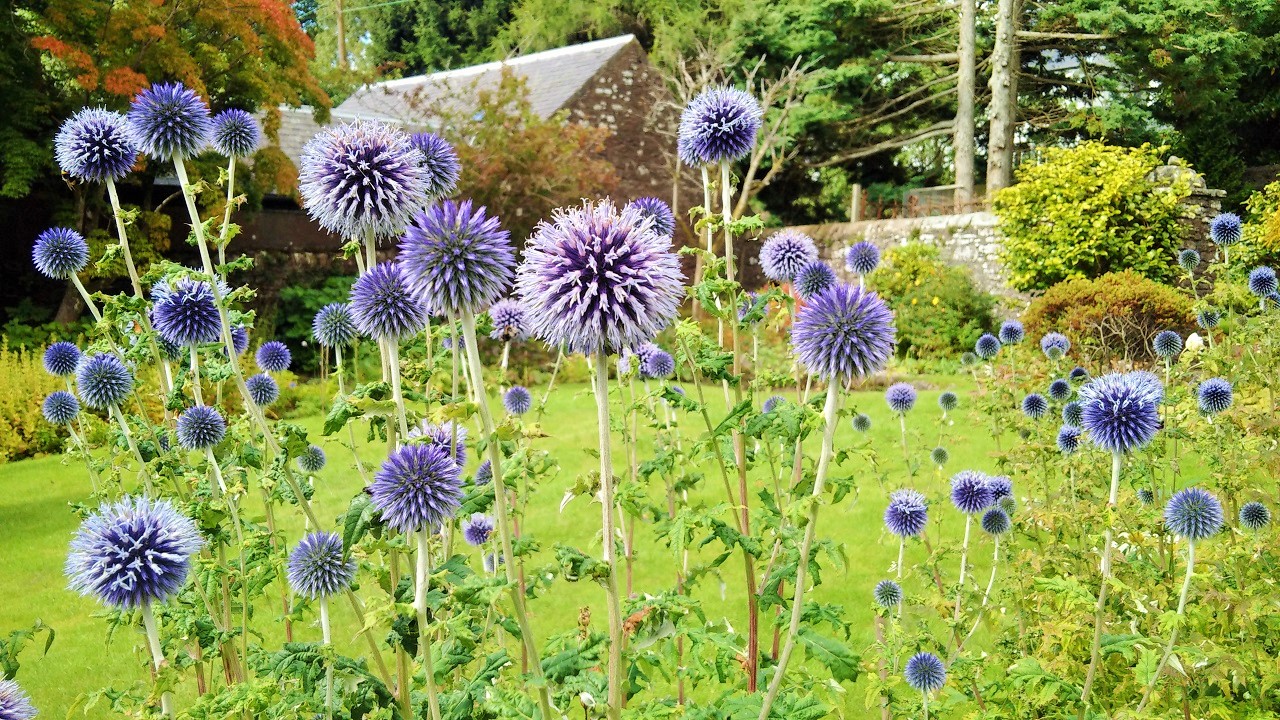 Echinops