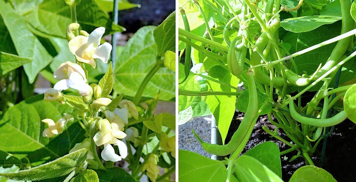 French_bean_flowers_and_beans_on_the_vine