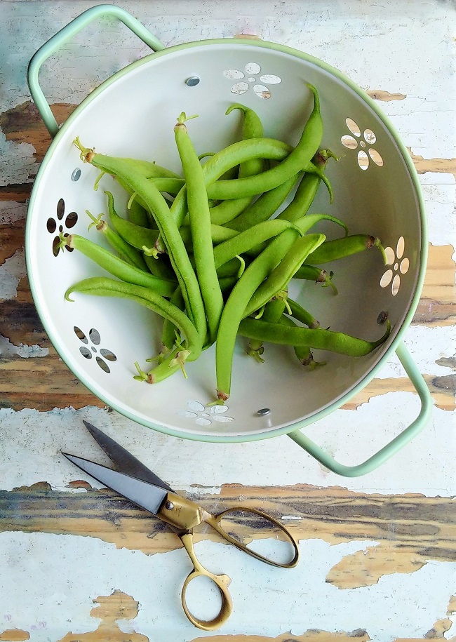 Freshly_picked_homegrown_French_beans