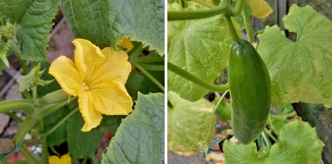 Homegrown_cucumber_flower_and_fruit Original
