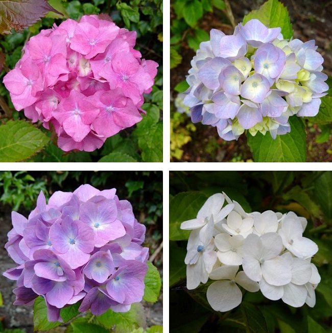 Pink_pale_blue_lilac_and_white_hydrangeas