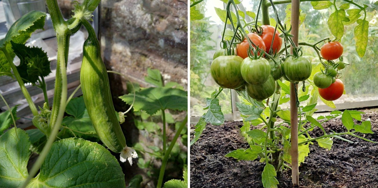 Cucumber_and_tomatoes_on_the_vine