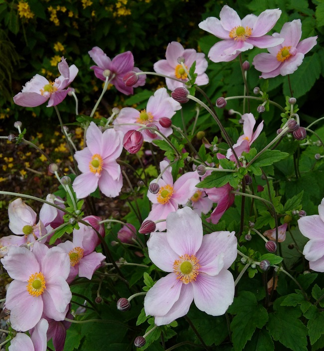A_cluster_of_pink_Japanese_anemones