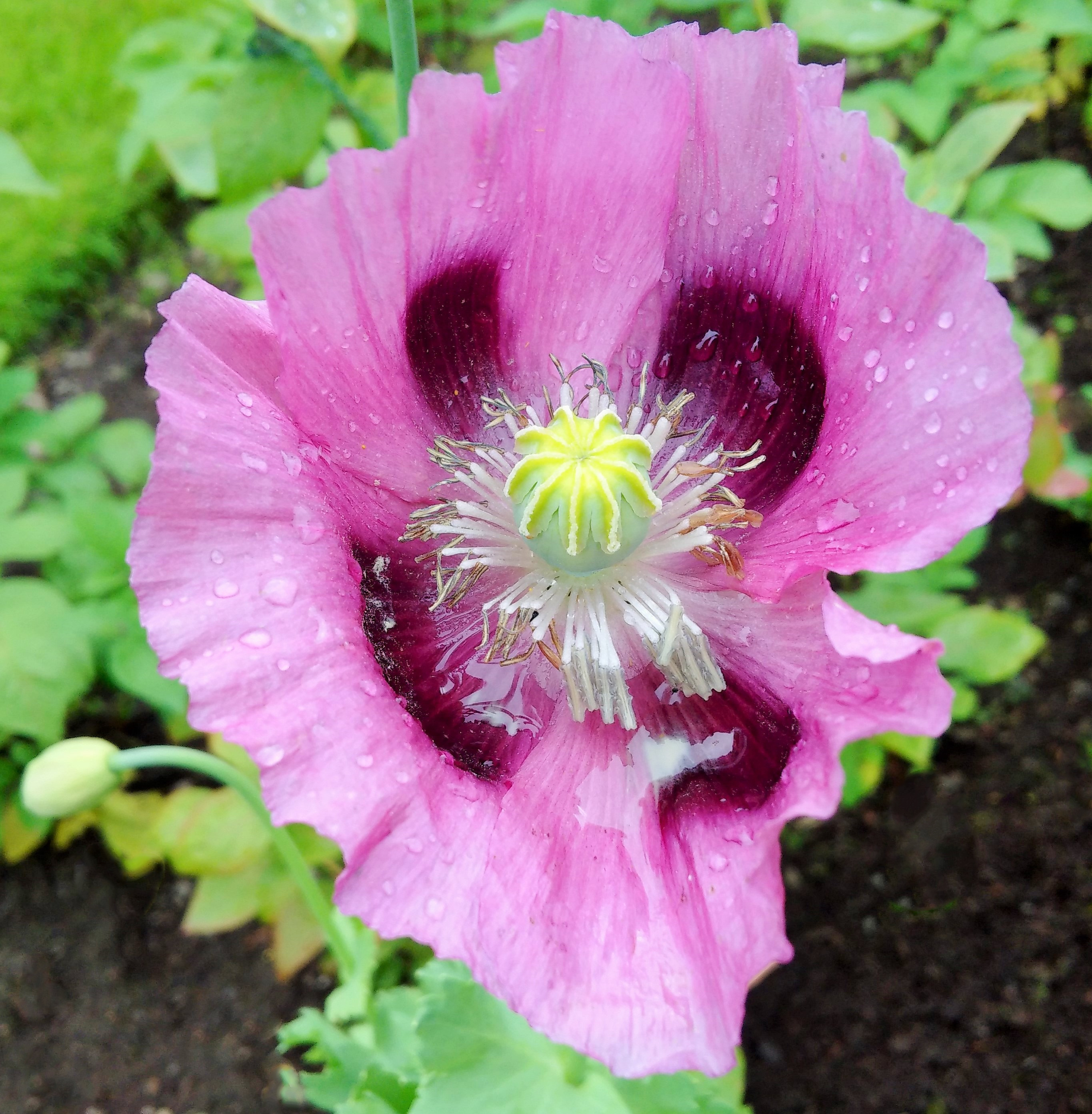 Mauve_poppy_after_a_rain_shower
