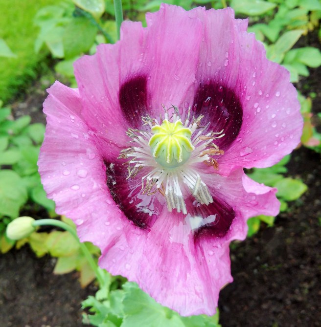 Mauve_poppy_after_a_rain_shower