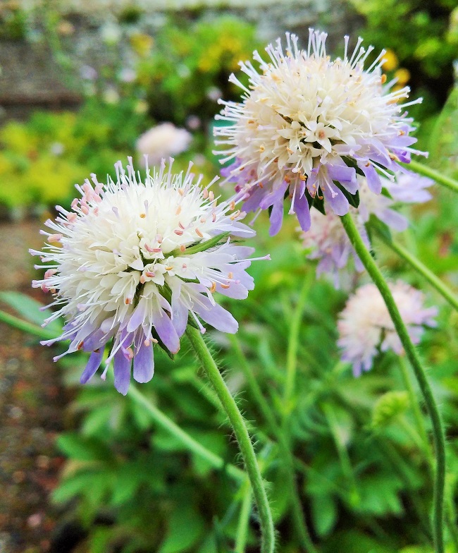 Scabious