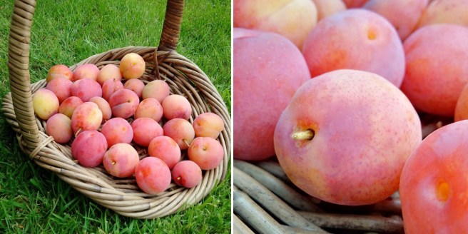 Freshly_picked_basket_of_Victoria_plums