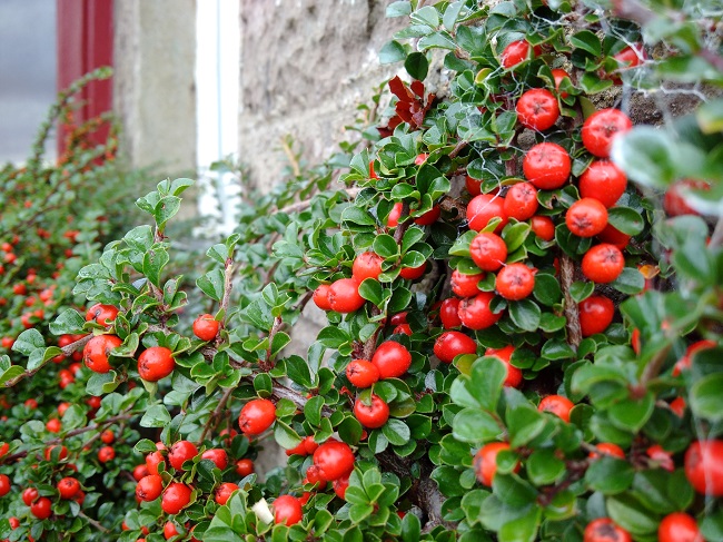 Cotoneaster_berries_and_branches