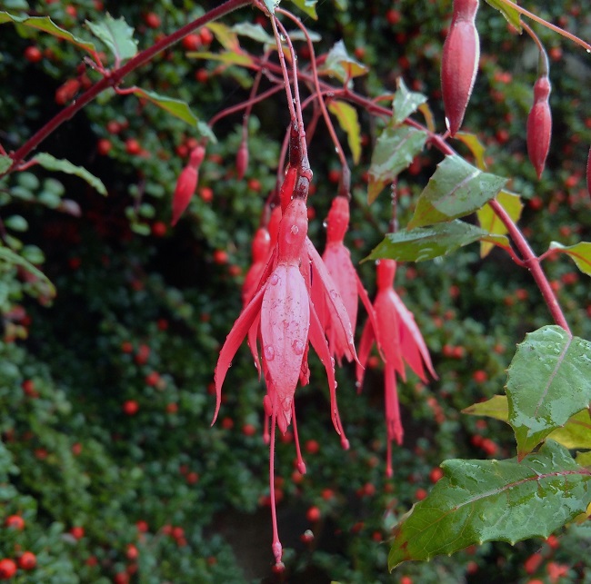 Fuschia_flowers_with_morning_dew