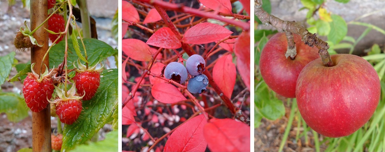 September_late_fruiting_raspberries_with_Autumn_blueberries_and_mini_red_eating_apples