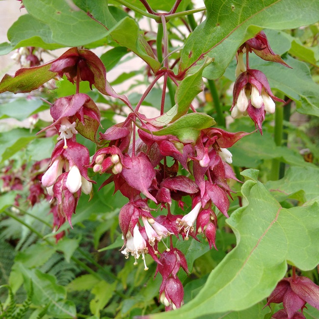Pheasant_berry_or_Lycetera_formosa