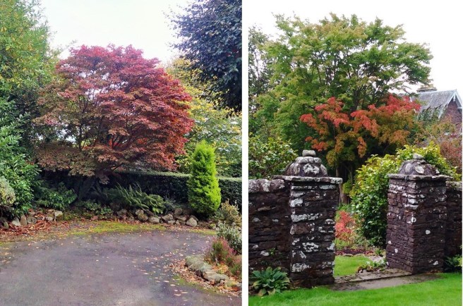 Red_Acer_trees_(Japanese_Maples)