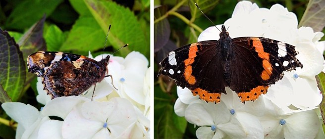 Red_Admiral_butterflies_on_white_Hydrangea_flowers