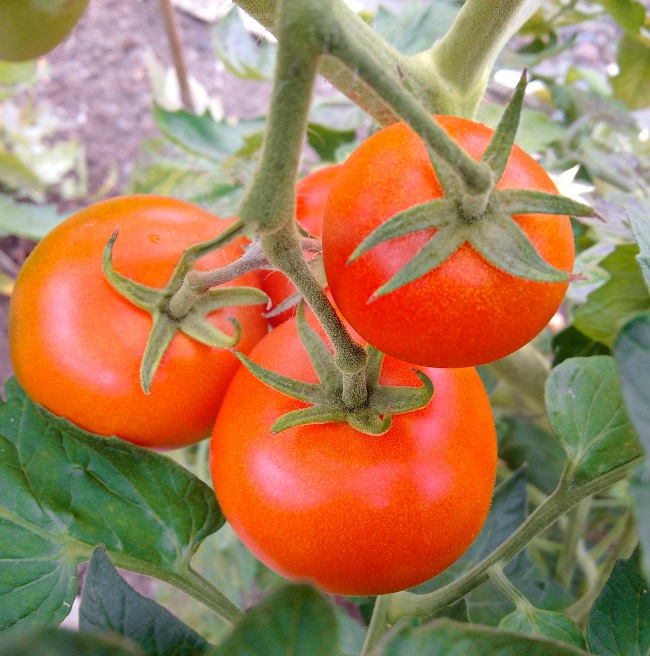 Growing_on_the_vine_home-grown_tomatoes