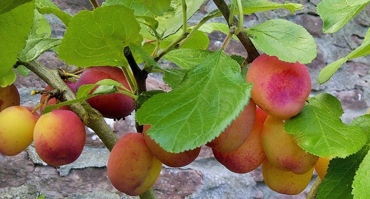 On_the_bough_homegrown_Victoria_plums