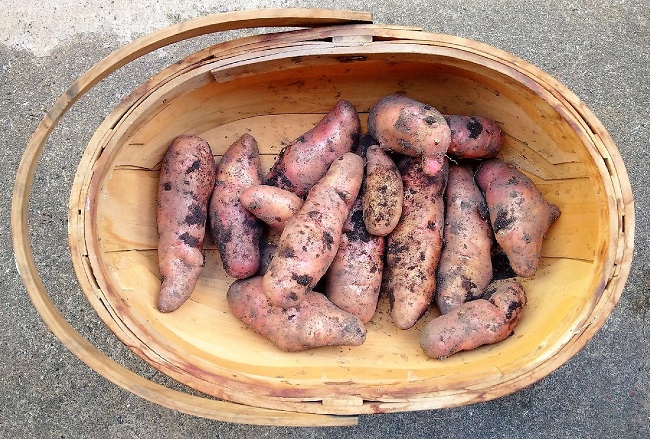 Trug_of_freshly_dug_pink_fir_potatoes