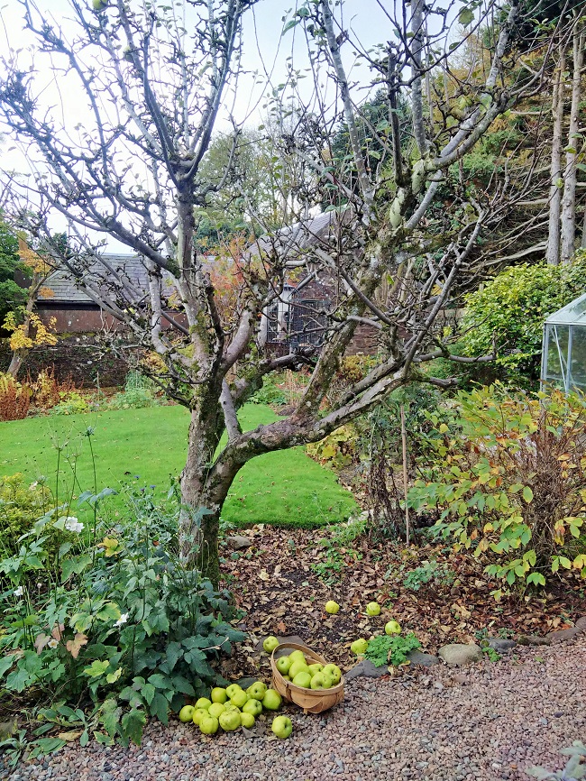 Autumnal_garden_collecting_windfall_apples