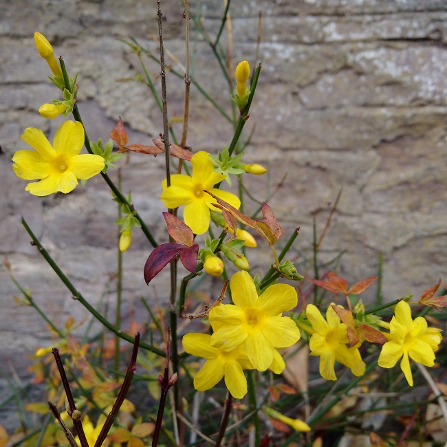 Winter_jasmine_flowers_in_November