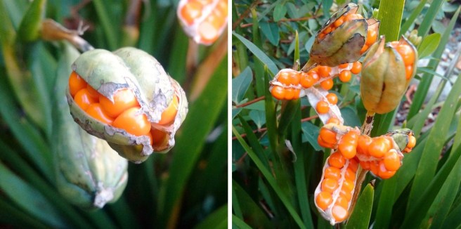 Iris_Foedissima_in_fruit