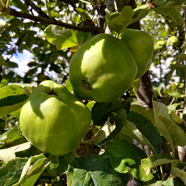 Lord_Derby_cooking_apples_growing