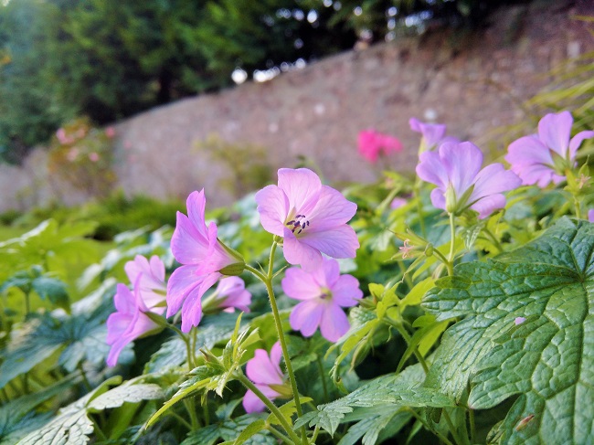 November_flowers_in_a_Scottish_garden