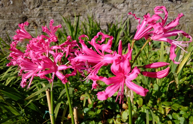 Nerines