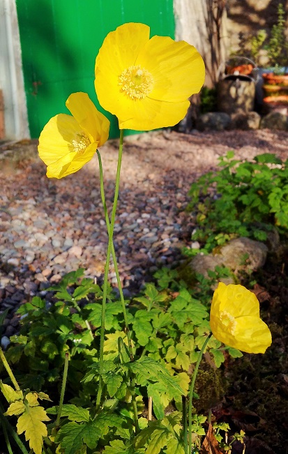 Bright_yellow_Welsh_poppies