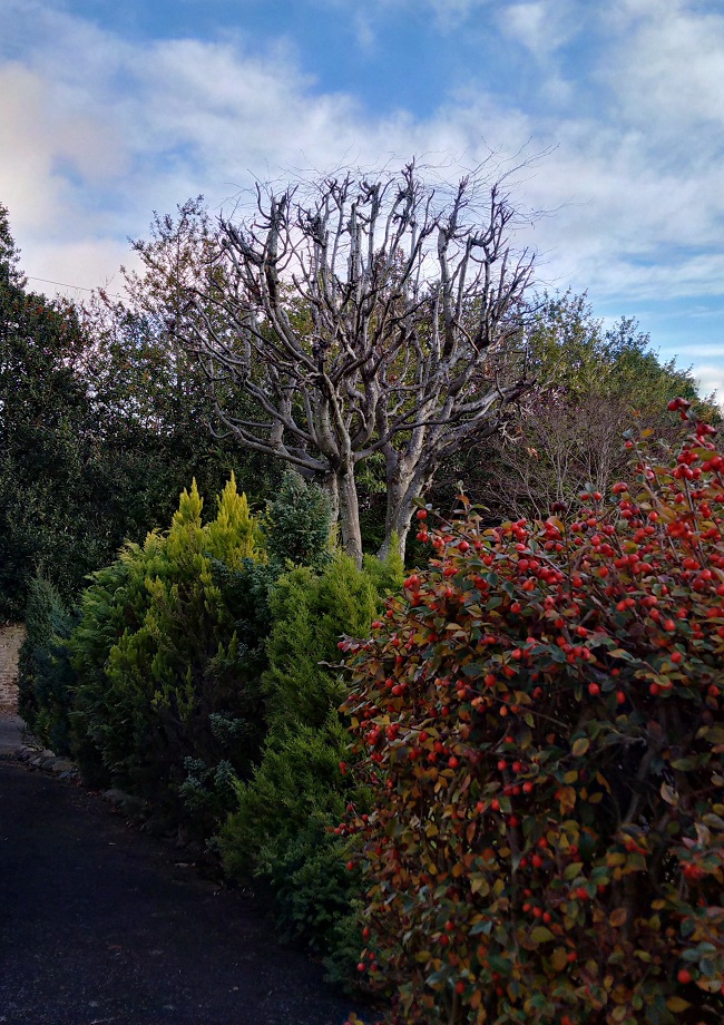 A_Scottish_garden_in_December_under_a_blue_sky