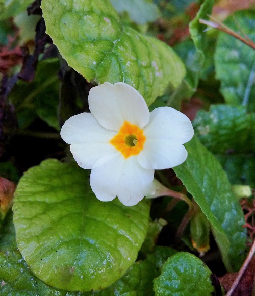 December_bloom_of_a_perennial_primrose