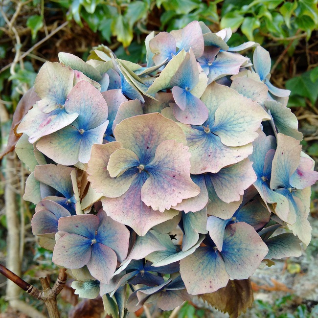 Faded_colour_of_a_blue_Hygrangea_flower