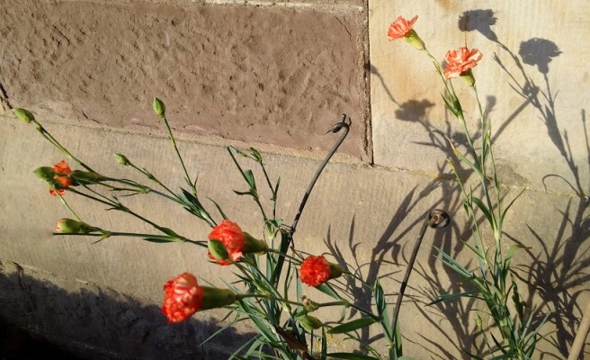 Orange-red_carnations_in_bloom_in_December