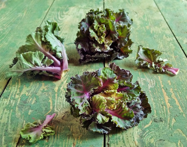Close-up_of_mini_kale