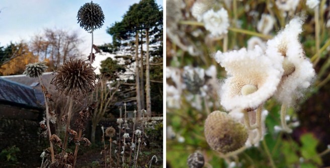 Seed-heads_of_Echinops_and_Japanese_Anemones