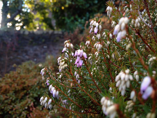 Winter_flowering_Scottish_heather