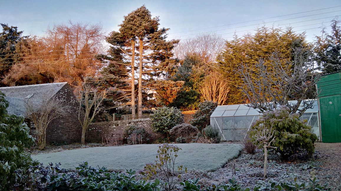 Heavy_garden_frost_in_Scotland_in_early_January