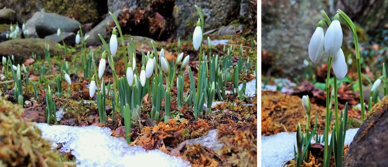 Early_Febraury_snowdrops_in_bud