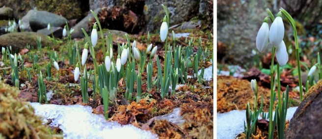 Early_Febraury_snowdrops_in_bud