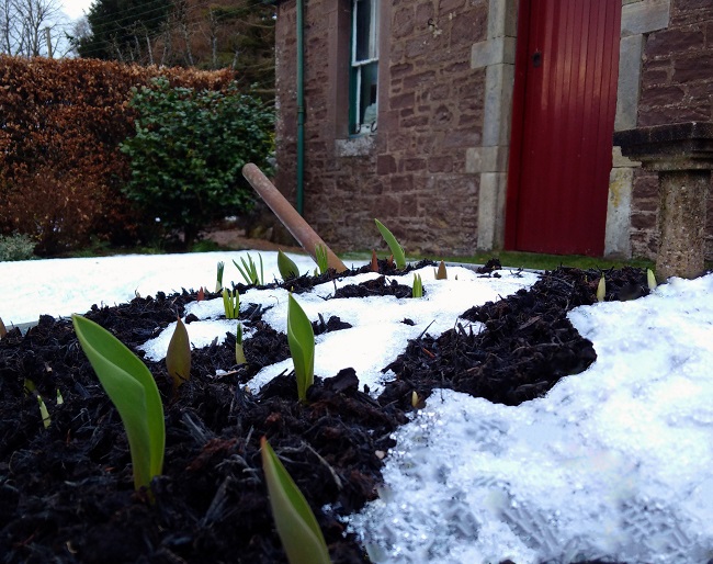 Old_wheelbarrow_planted_with_bulbs